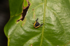 Phrynarachne ceylonica