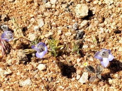 Wahlenbergia acaulis