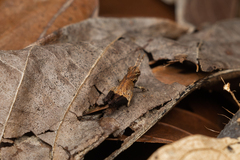 Traulia azureipennis