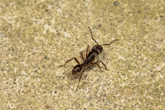 Odontoponera transversa