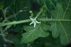 Solanum viarum