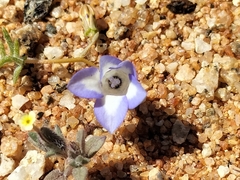 Wahlenbergia acaulis