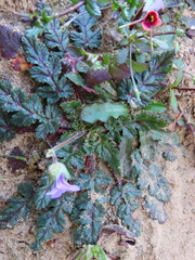 Erodium botrys