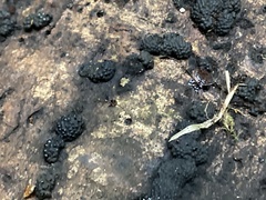 Hypoxylaceae
