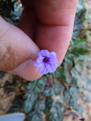 Erodium botrys