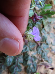 Erodium botrys