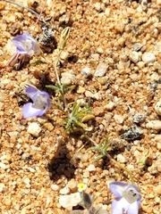 Wahlenbergia acaulis