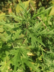 Urtica cannabina