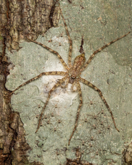 Heteropodinae