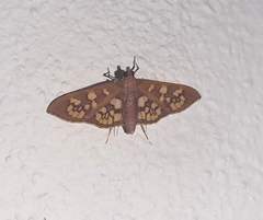 Prenesta fenestrinalis