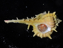 Vokesimurex cabritii