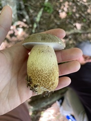 Boletus edulis