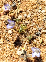 Wahlenbergia acaulis
