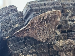 Gloeophyllum sepiarium