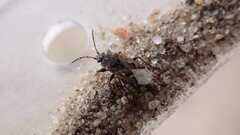 Sphragisticus nebulosus