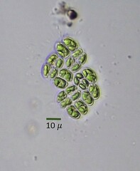 Willea irregularis
