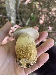 Boletus edulis