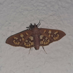 Prenesta fenestrinalis