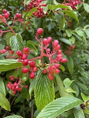 Viburnum sieboldii