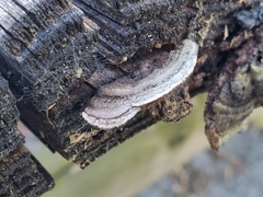 Gloeophyllum sepiarium