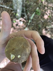 Boletus edulis