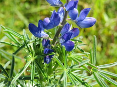 Lupinus angustifolius