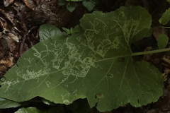 Phytomyza albiceps group