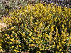 Tetragonia fruticosa