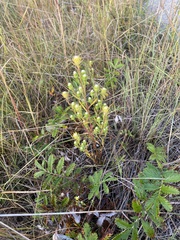 Symphyotrichum ciliatum