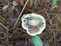Phaeolus