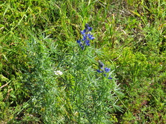 Lupinus angustifolius