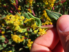 Tetragonia fruticosa