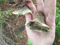 Phaeolus