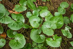 Asarum europaeum