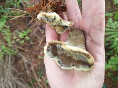 Phaeolus