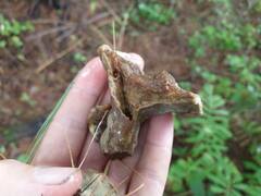 Phaeolus