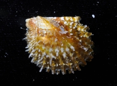 Pinctada longisquamosa