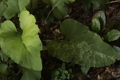 Phytomyza albiceps group