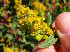 Tetragonia fruticosa