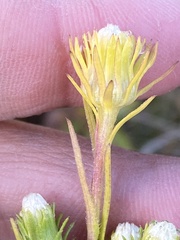 Symphyotrichum ciliatum
