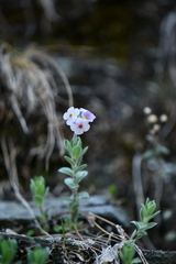 Androsace lanuginosa