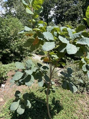 Cotinus obovatus