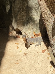 Varanus salvator macromaculatus