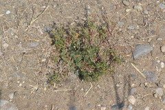 Potentilla argentea