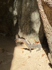 Varanus salvator macromaculatus