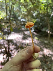 Entolomataceae
