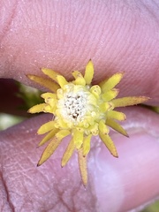 Symphyotrichum ciliatum