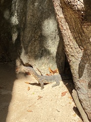 Varanus salvator macromaculatus