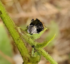 Cosmopepla conspicillaris