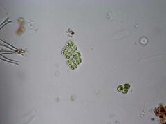 Willea irregularis